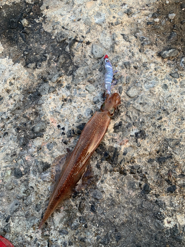 ヤリイカの釣果