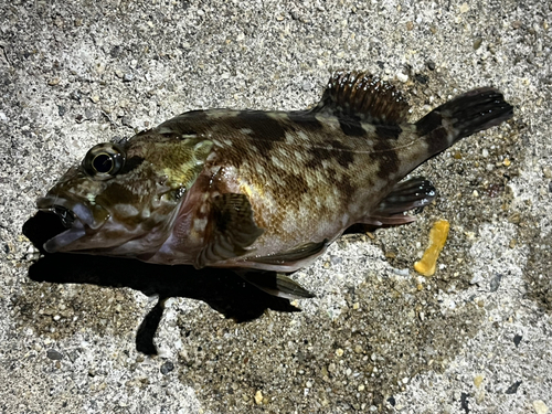 カサゴの釣果