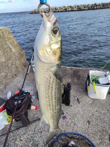 ボラの釣果