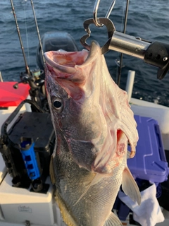 ニベの釣果