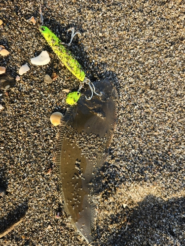 シタビラメの釣果