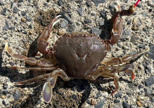 ヒラツメガニの釣果