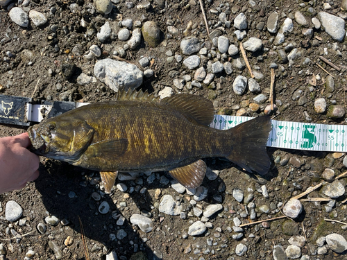 スモールマウスバスの釣果