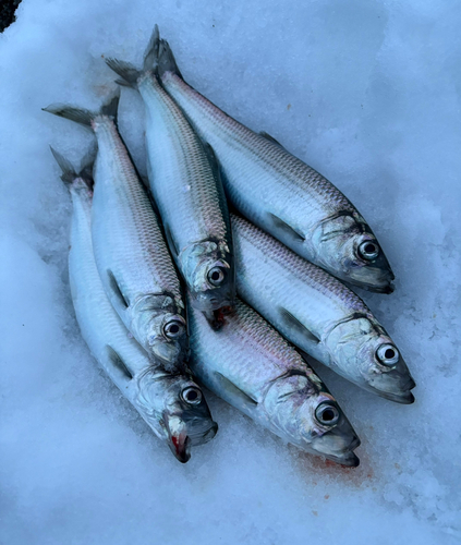 ニシンの釣果