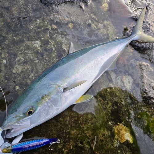 ハマチの釣果