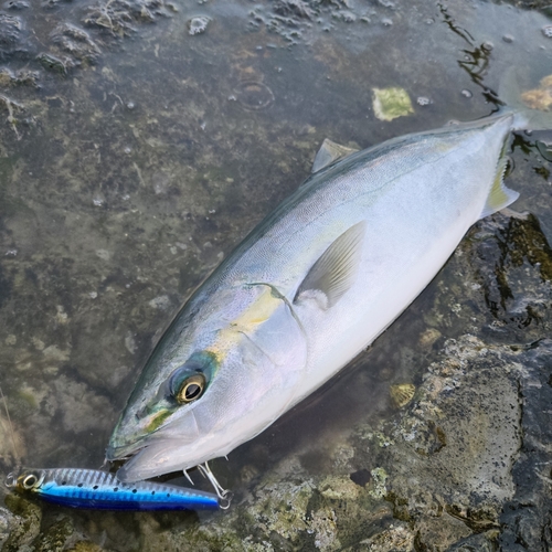 ハマチの釣果