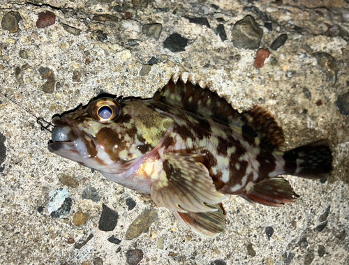 カサゴの釣果