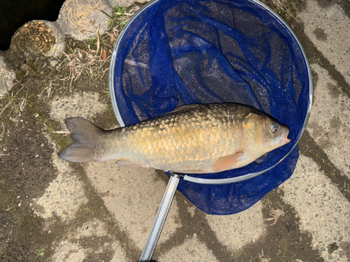 マブナの釣果