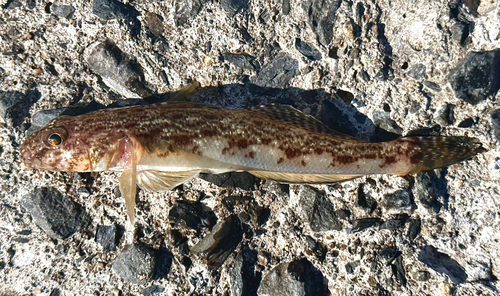 サビハゼの釣果