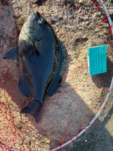 メジナの釣果