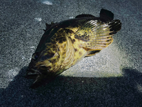 タケノコメバルの釣果