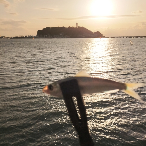 サッパの釣果