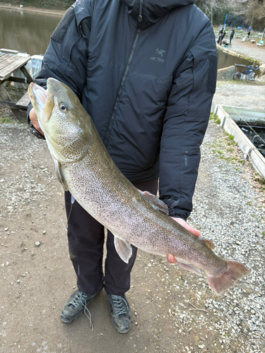 イトウの釣果