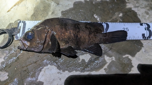 メバルの釣果