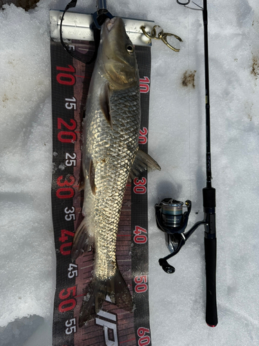 ニゴイの釣果