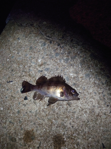 メバルの釣果