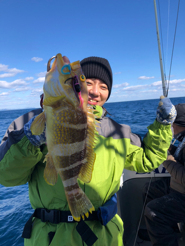 アオハタの釣果