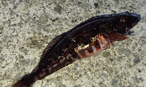 アヤアナハゼの釣果