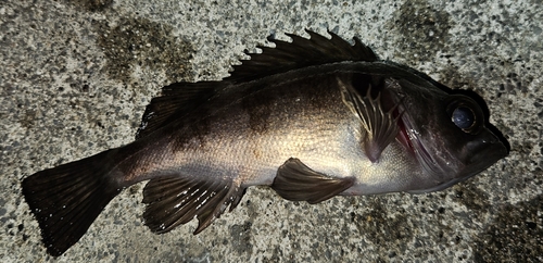 メバルの釣果