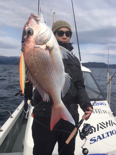 マダイの釣果