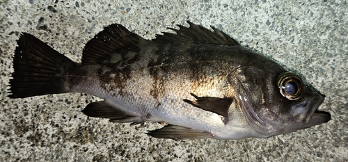 メバルの釣果