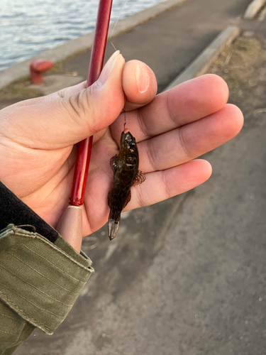 チチブの釣果