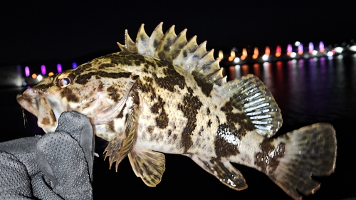 タケノコメバルの釣果