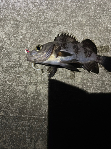 メバルの釣果