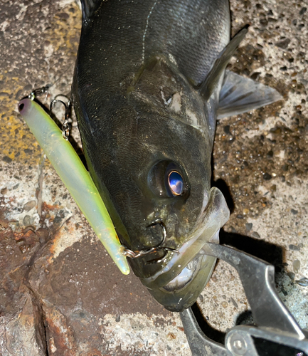 フッコ（マルスズキ）の釣果