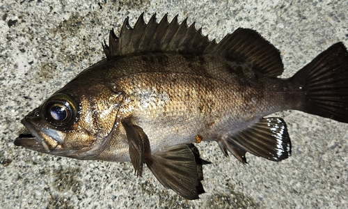 メバルの釣果