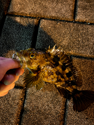 カサゴの釣果