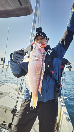 アマダイの釣果