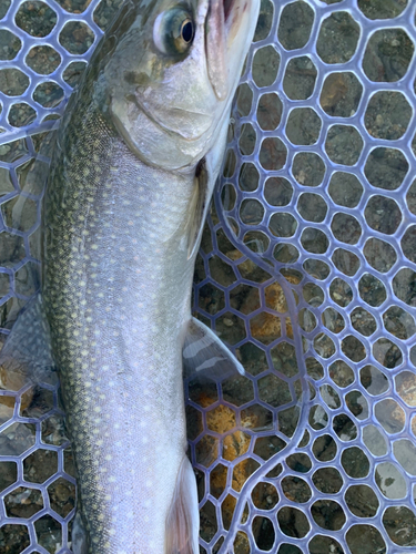 トラウトの釣果