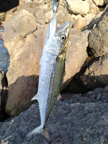 サゴシの釣果