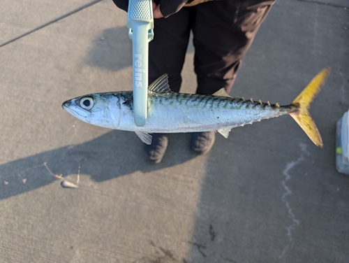 サバの釣果