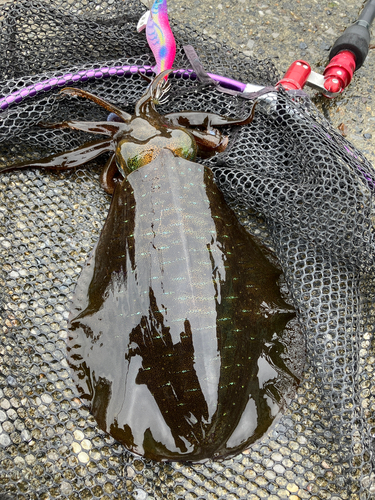 アオリイカの釣果