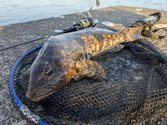 アイナメの釣果