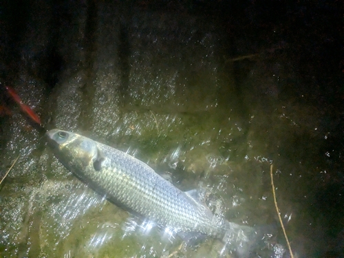 ボラの釣果