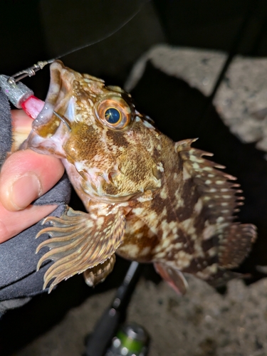 カサゴの釣果