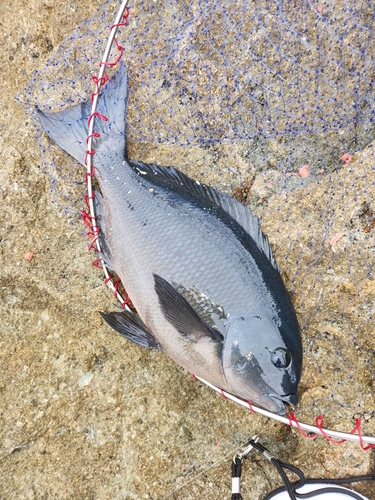 クロの釣果