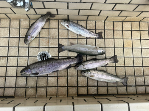 ニジマスの釣果