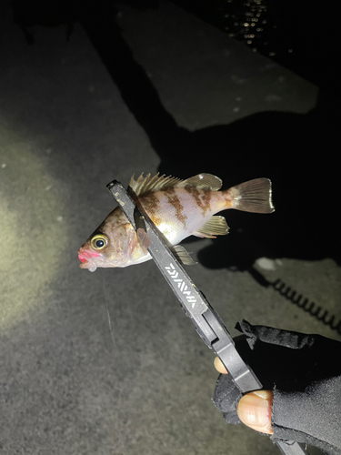 メバルの釣果