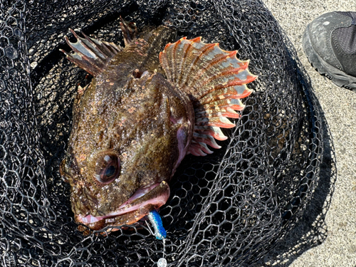 カジカの釣果