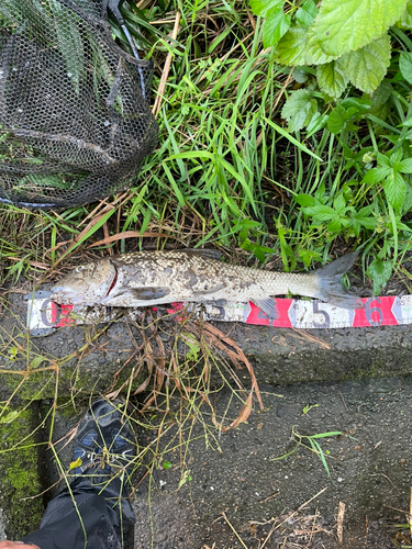 ニゴイの釣果