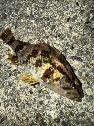 タケノコメバルの釣果