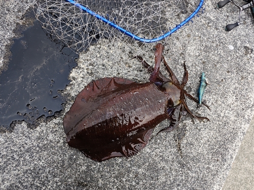 モイカの釣果