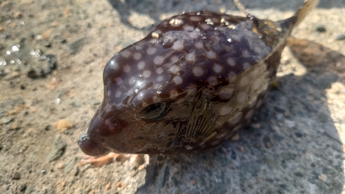 ハコフグの釣果