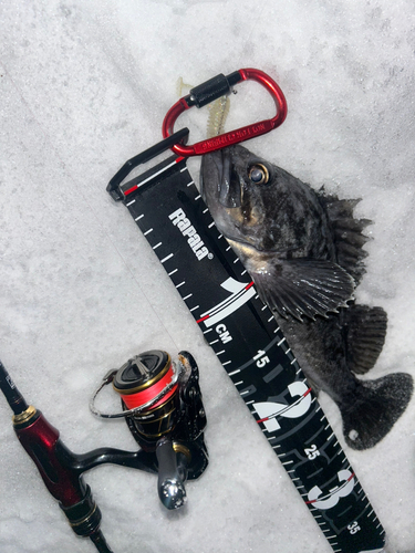 クロソイの釣果