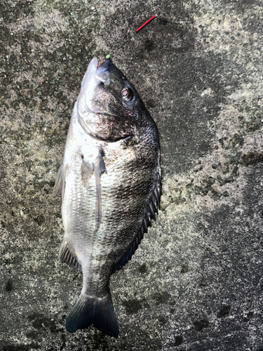 クロダイの釣果