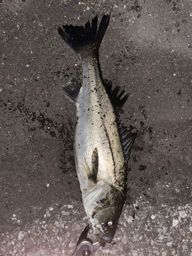 スズキの釣果